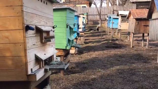 Работают пчелки.