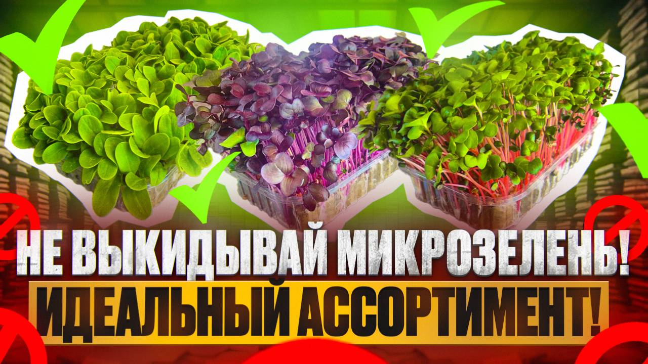 Хватит ВЫБРАСЫВАТЬ зелень! Как подобрать идеальный ассортимент микрозелени?