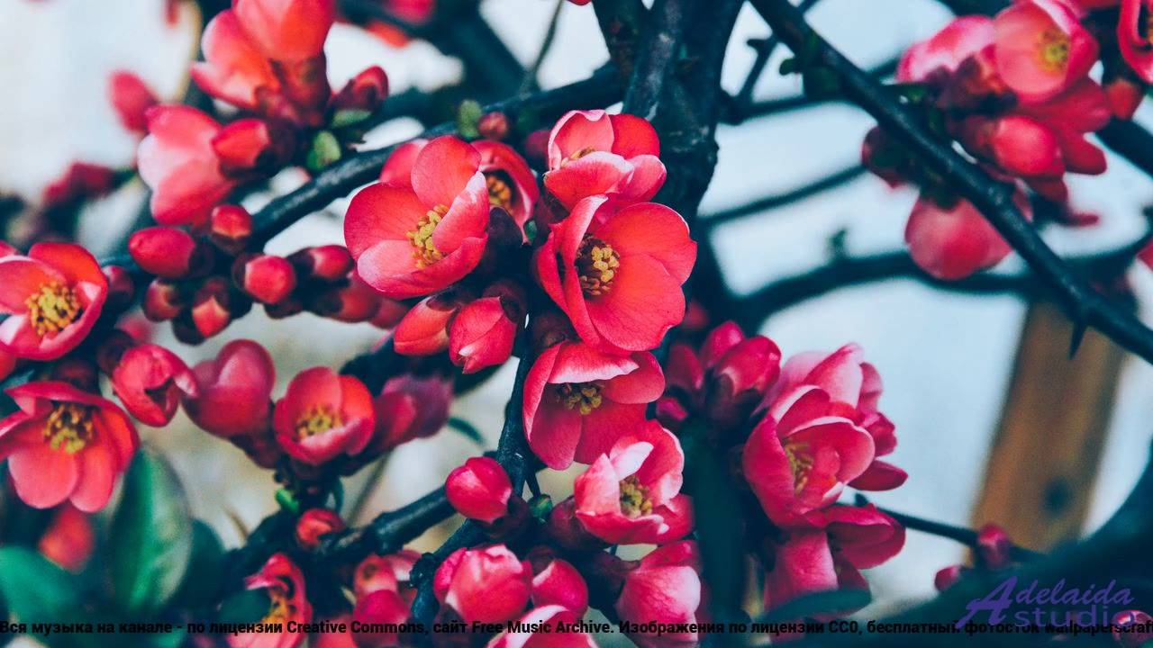 ❤❤❤ Клип, который несется как спорткар - Kann nix -- Phillip Gross -- Kulturbanause.mp4