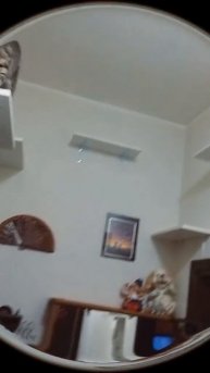 Кошкин дом