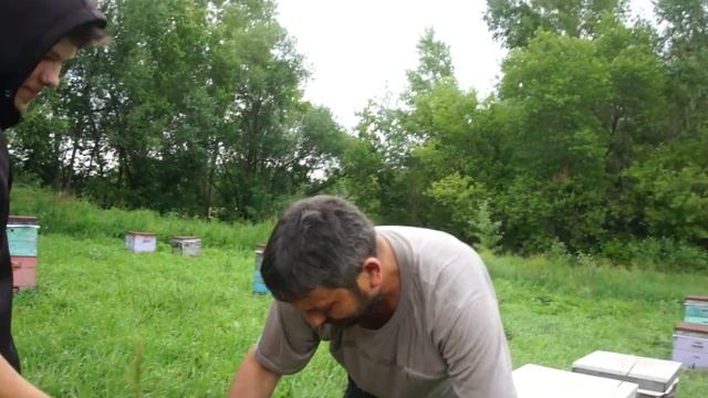 Пасека Огневых. Подставляем вощину, собираем клубнику. Июнь.