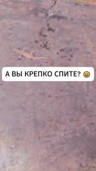 Ящерица настолько крепко спала, что её чуть не утащили муравьи #shorts
