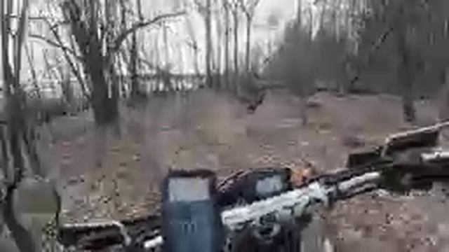 По лесу 38