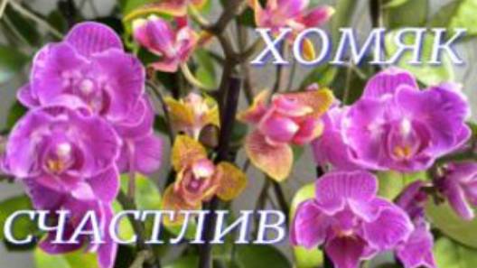 №1074/  ОХ и НАКУПИЛА!!!  Хомяк СЧАСТЛИВ.