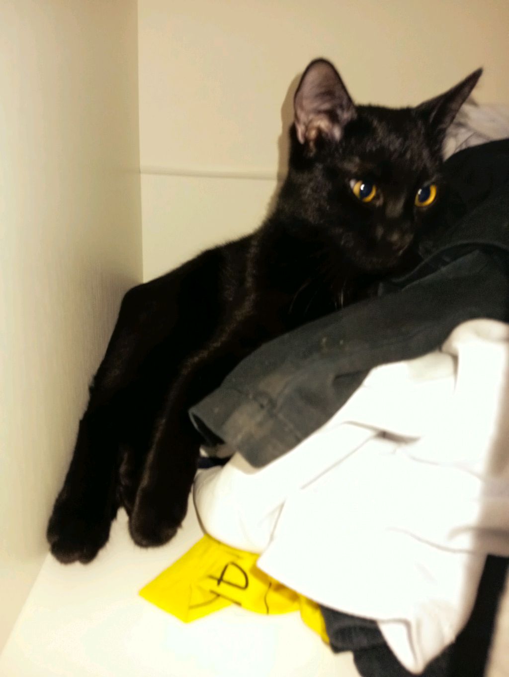 кошак