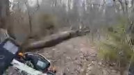 По лесу 41
