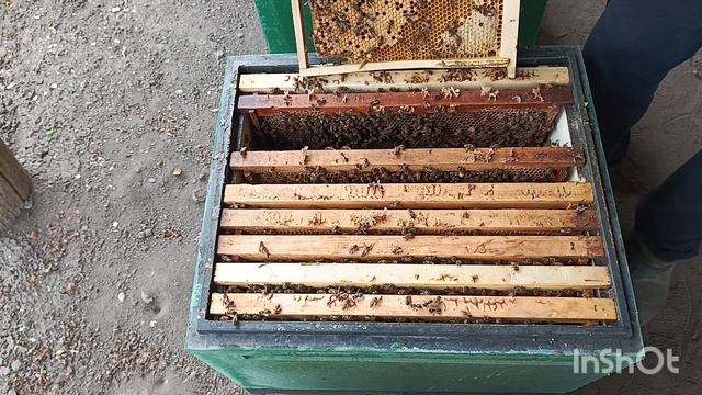 Маточник тихой смены , 12 рамок в семье..