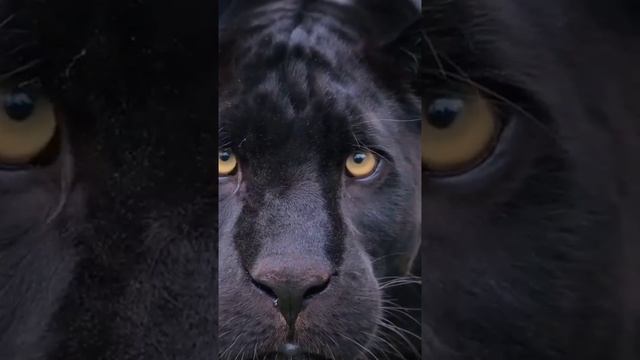 Наш TG https://t.me/liveofcats
