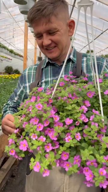 бакопа вегетативная