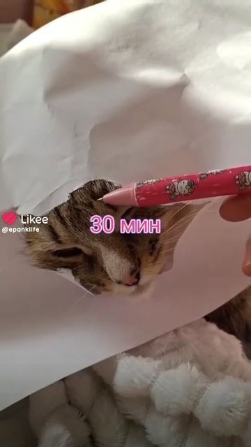 Like_7488653189822983311.mp4