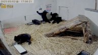 Страх прошел. Медвежата рассматривают картинки на стене- очень любопытные
