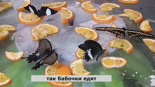 Чудесный сад бабочек Дубай