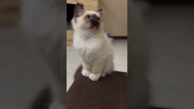 01-05-2025 котик Леопольд Блю Дэйзи . 2 месяца и 2 недели