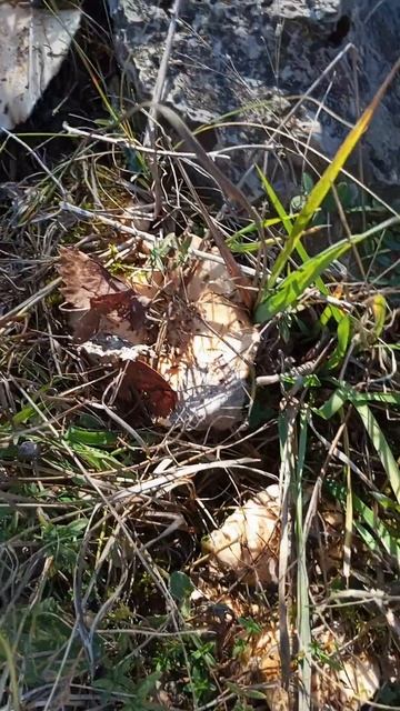 Гриб Волнушка белая. #грибы #волнушка