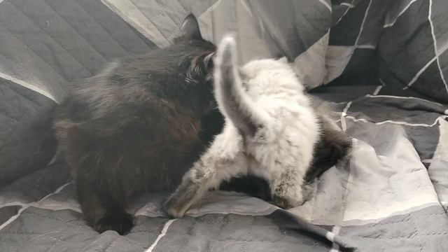 Котенок