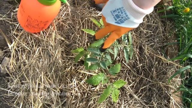 Одно средство от многих вредителей на моем огороде