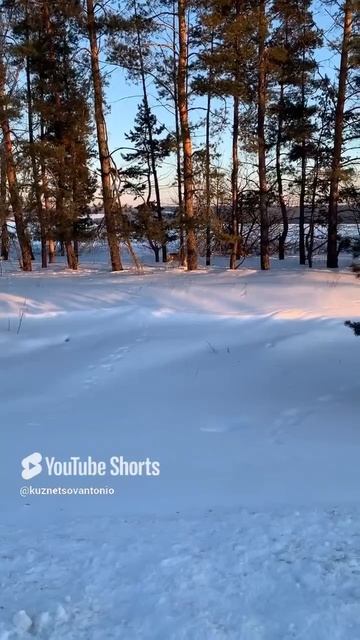 …идет, идет такая🙂 #косуля #зима #природа #животные #лес #animals #forest #россия #смешныеживотные