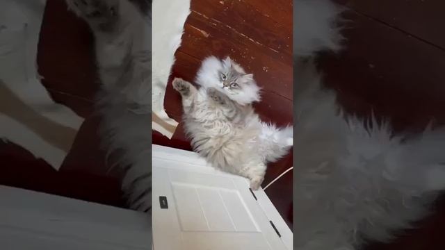 Наш TG https://t.me/liveofcats