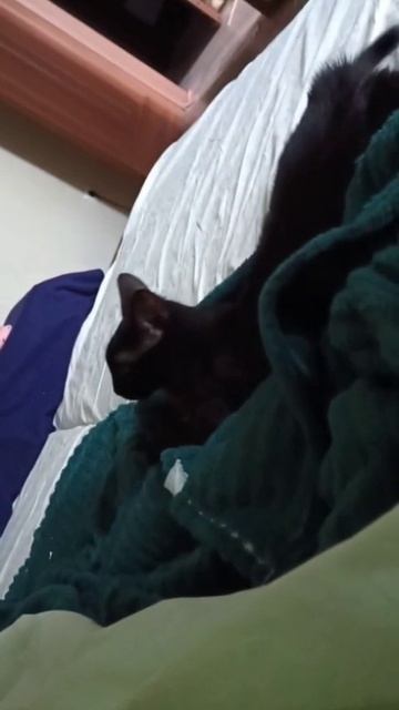 Кошечка Холли цвета тёмного шоколада ищет любящих хозяев! Казань. Актуально пока опубликовано