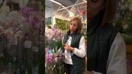 Отвечаем на самые популярные вопросы по уходу за орхи?