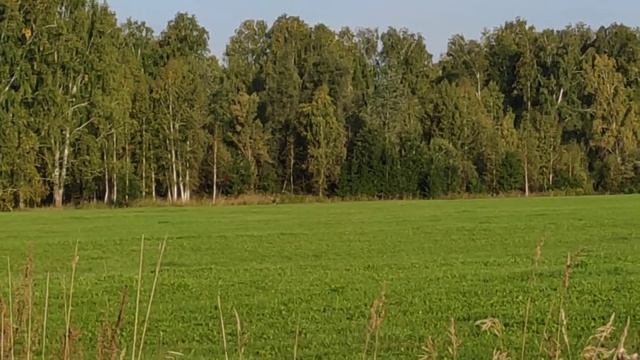 Поездка за грибами косуля VID_20230902_080737