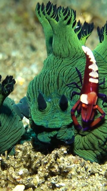 Инопланетные морские обитатели