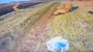 Были хохлики и нет хохликов !!!