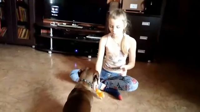 Шок!!! Собака лаит на игрушку/lera life