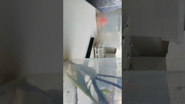 Богомол рожает