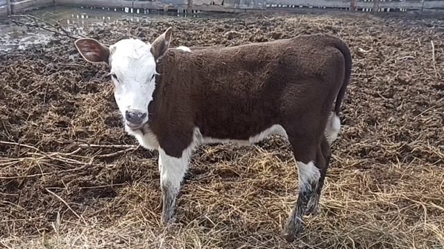 Весна в деревне на болоте🌷Первый день на выпасе🐄 Варенье из одуванчиков