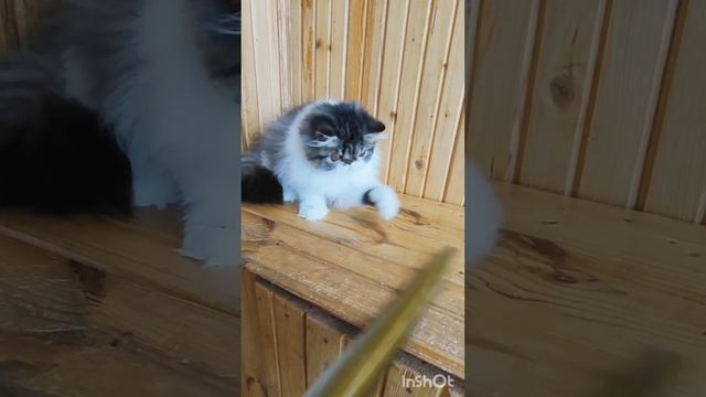 ПАВЛИНА 🥰