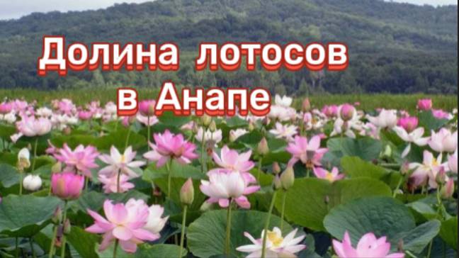 Долина лотосов в Анапе!