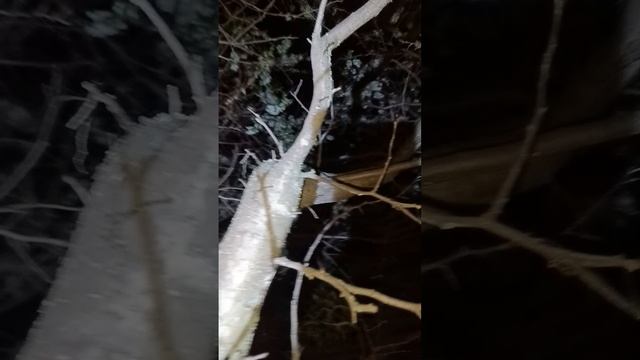 1000602090.mp4