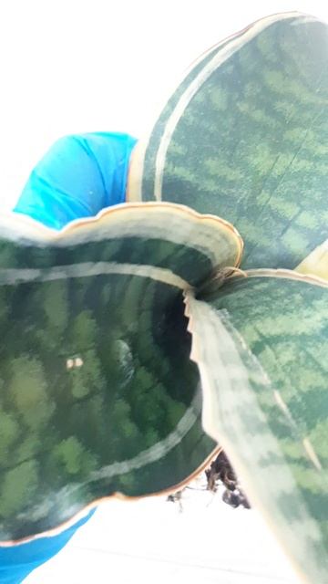 InShot_20250504_164923003.mp4