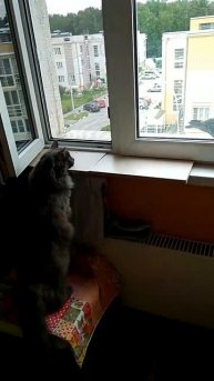 Кошка Плюша и голуби