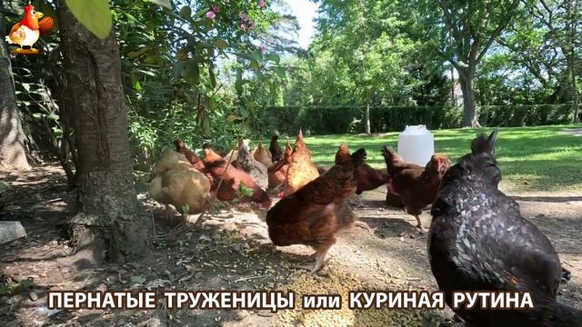 Куры несушки свободного выгула и их обычная куриная рутина – эпизод (236)