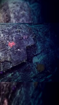 Тайна живых кораллов в ледяной тьме: что скрывает глубина?