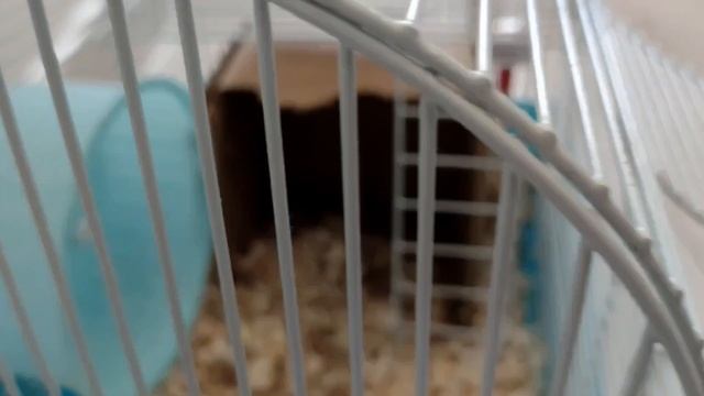 Еву украли кто это сделал? возвращение