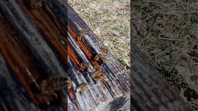 пьют солёную воду