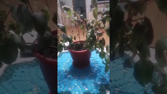 Мәйсәрә Хәсәнова - Туғандарым бар