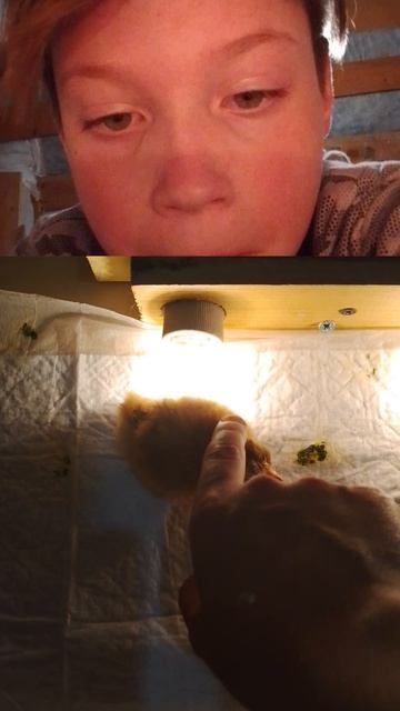 Цыплëнок