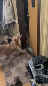 Тюльпан встречает хозяев с работы