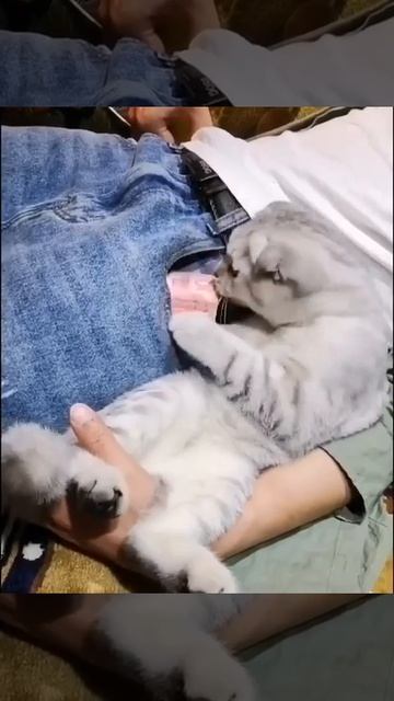 Котейка знает,куда надо залезть 🐈🤩💵