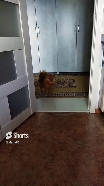 Очень голодный шпиц #shorts #юмор #смешныеживотные #приколы #смех #собака #животные
