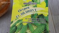 С этими огурцами у вас не будет проблем! В одной пазухе до 10 завязей