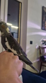 Птенец кореллы