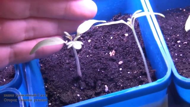 Разберёмся, почему семена не всходят