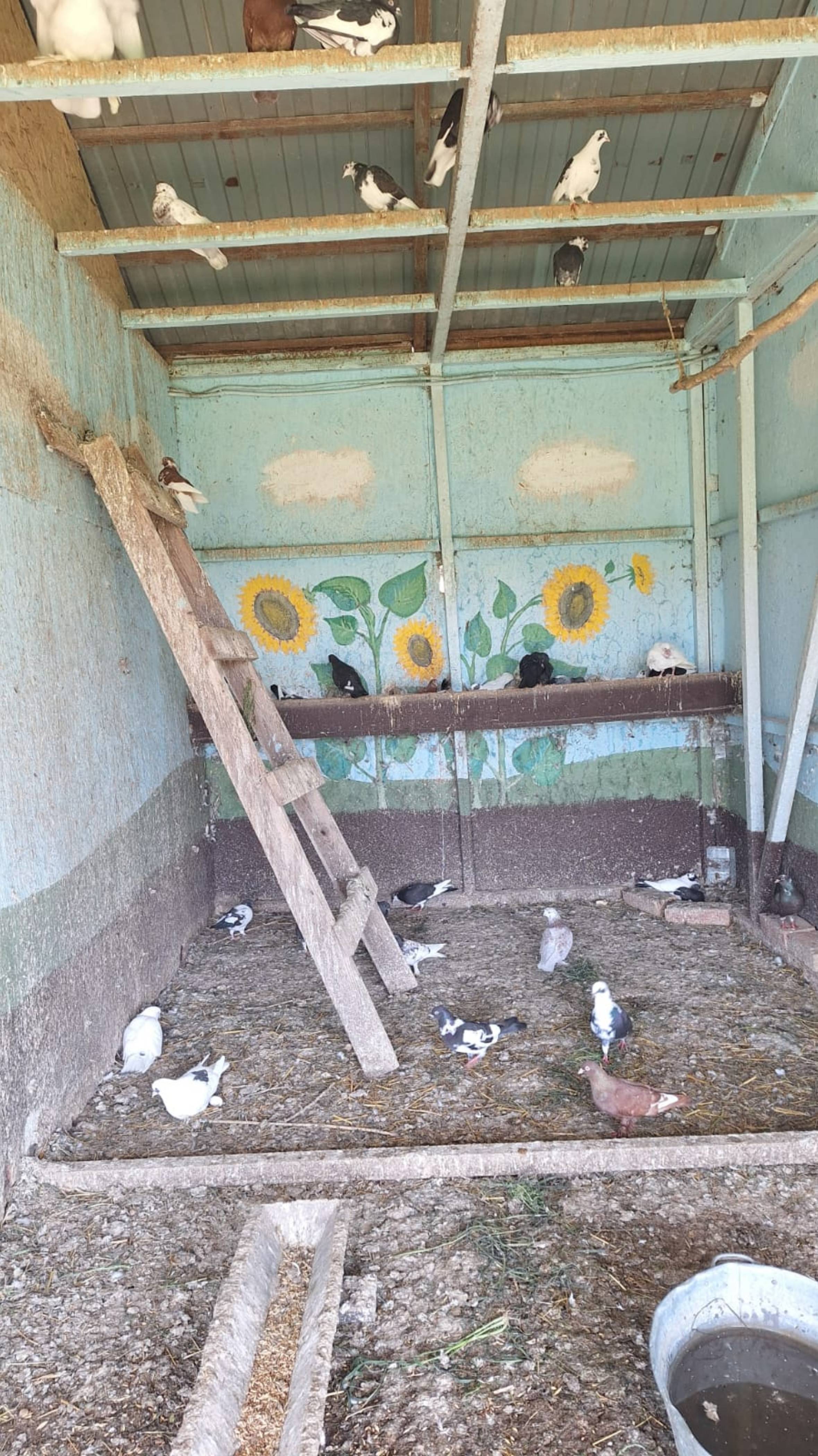 Зверинец в Атамани и не только.