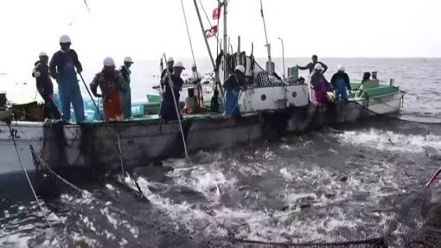 Россия разрешила Японии рыбачить у Курильских островов, но не рыбу