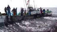 Россия разрешила Японии рыбачить у Курильских островов, но не рыбу